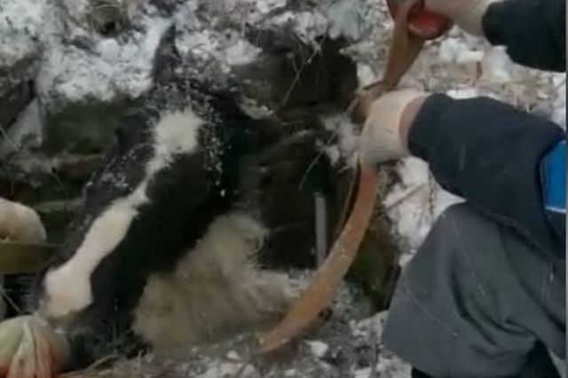 Камчатские спасатели вытащили лошадь из бетонного колодца (ВИДЕО)