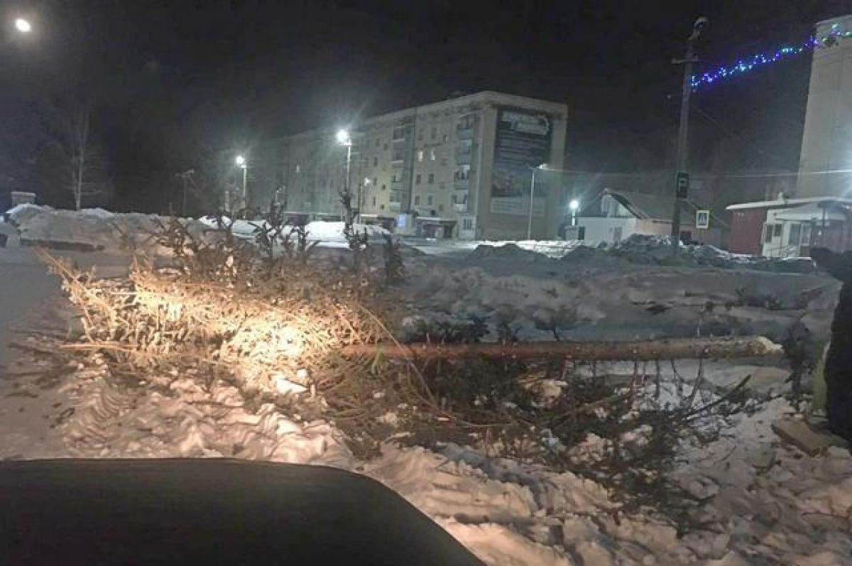 Картина дня в Хабкрае: замерзший мальчик, срубленная елка в Новом Ургале |  АиФ Хабаровск