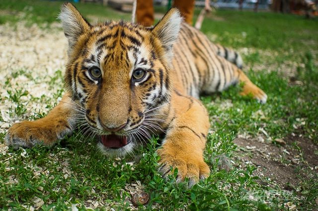 Росприроднадзор отобрал тигренка у частного владельца в Энгельсе