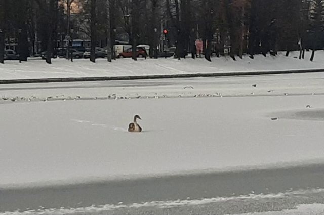 На Верхнем озере спасли замерзающего лебедя