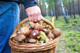 В Украине повысили штрафы за рубку деревьев, выпас скота, сбор грибов