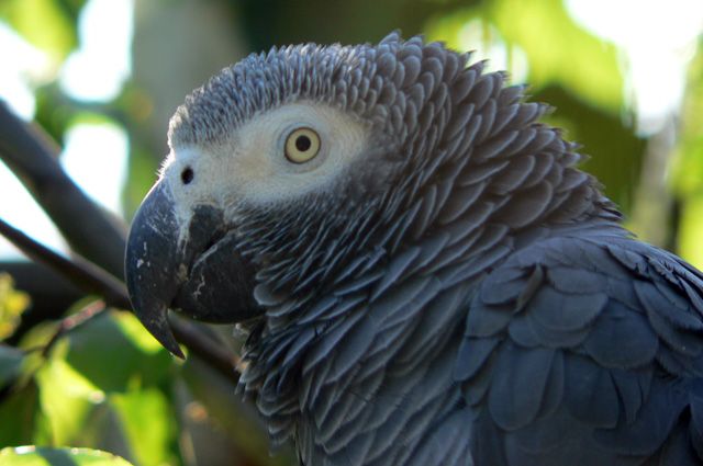 В Пулково приняли дорогостоящего попугая жако из ОАЭ – видео
