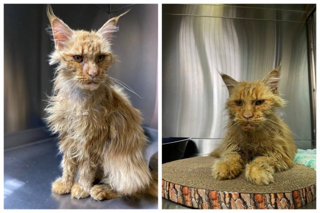 В Новосибирске спасли кошку мейн-куна с вирусным лейкозом