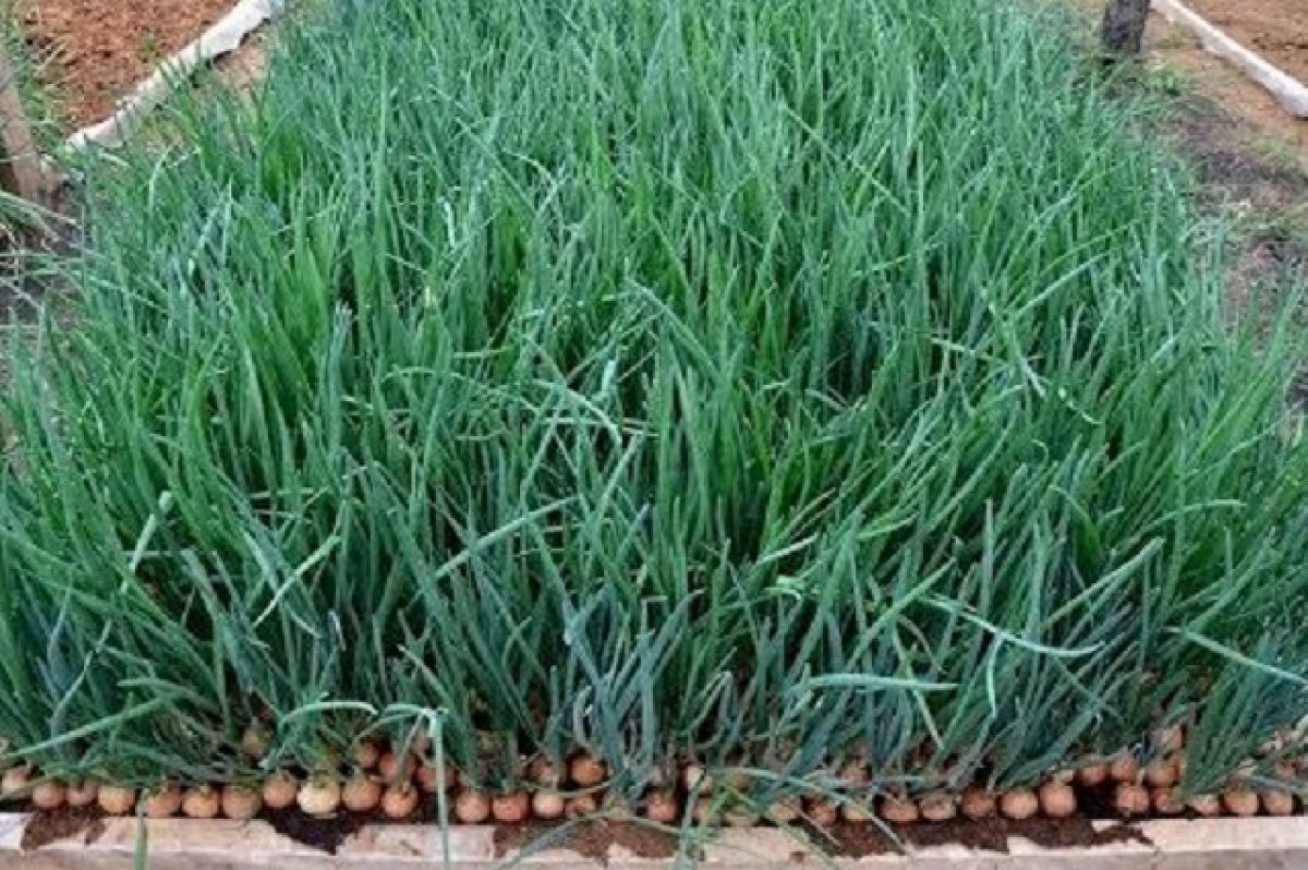 6 экспресс-способов выращивания лука. Как подоконник превратить в огород?