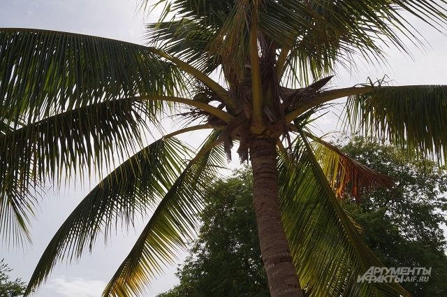 В центре Сочи к Новому году пальму украсили QR-кодом