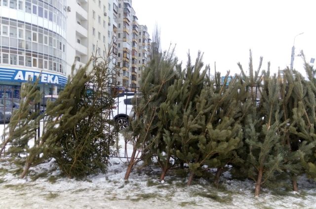 Продавцы бросили некупленные ёлки на перекрёстках в Челябинске