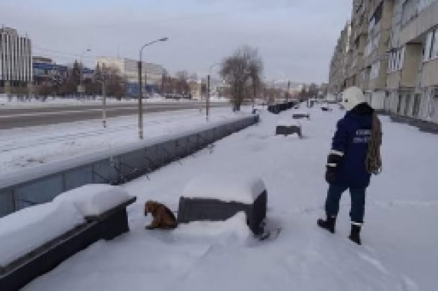 В Ульяновске спасли примёрзшую к кровле собаку