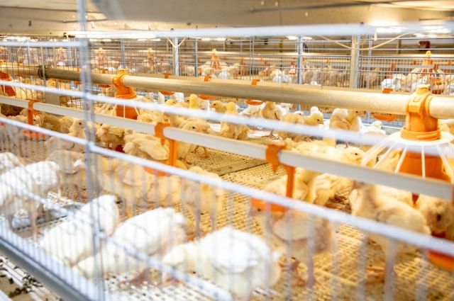 В 2021 году предприятие произвело 3,8 тысячи тонн мяса птицы