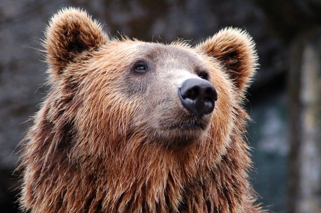 В Омской области по улицам Тары бродит медведь-шатун