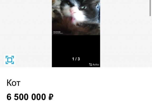 В Богородицке за 6,5 млн рублей продают кота