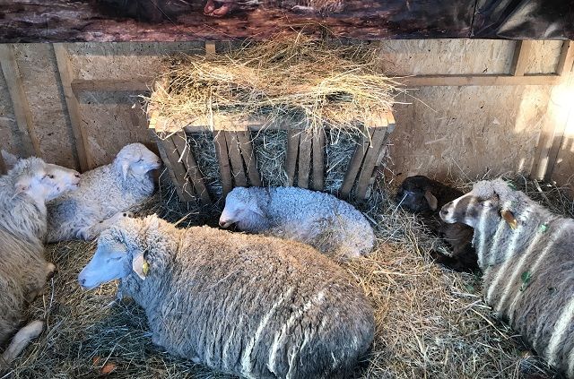 В Ставрополе на Рождество к храму привезли живых овечек