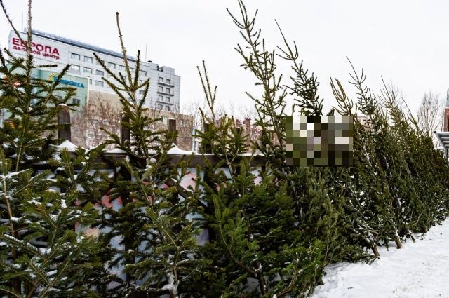 В Новосибирске специалисты рассказали о правильной утилизации ёлки