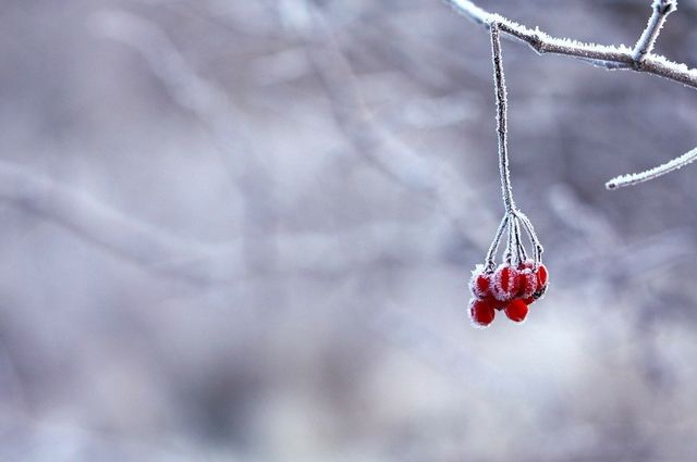 В Алтайском крае 8 января местами потеплеет до +3 градусов