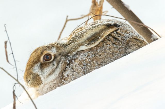 В Красногвардейском районе Петербурга заметили краснокнижного зайца-русака