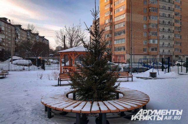 Барнаульцам напомнили, куда можно сдать елки после праздников