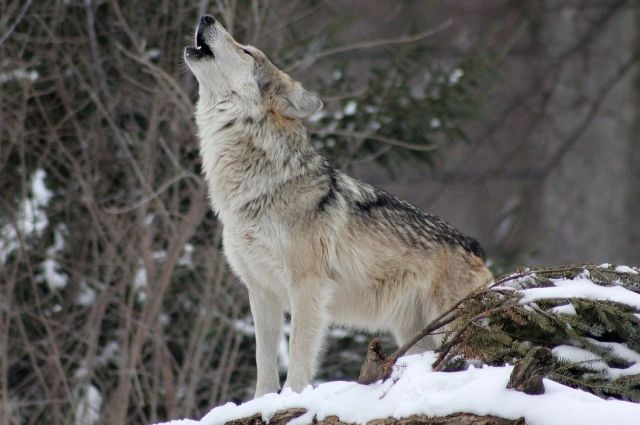 Волка видели в деревне Старое Михайловское.