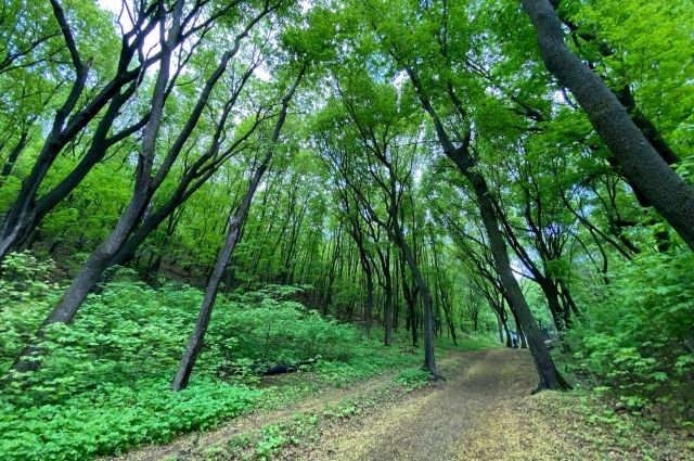 В Саратовской области увеличат высадку лесов до 2,5 тысяч га