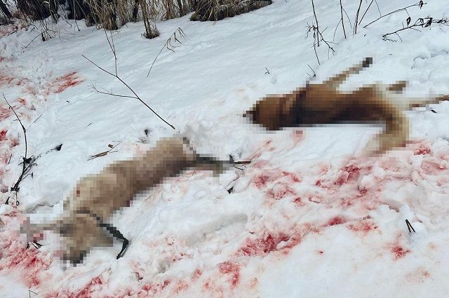 Страшные кадры с трупами собак на окровавленном снегу моментально распространились в соцсетях