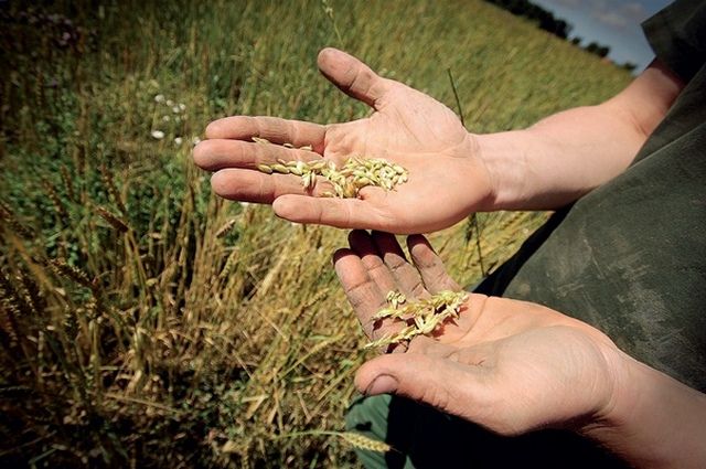 Урожай зерна в Оренбуржье оказался худшим за 3 года - Росстат