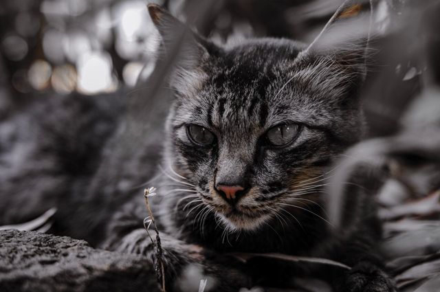 На Ямале кота обрекли на голодную смерть