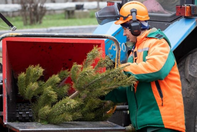Жителям Анапы предлагают сдать новогодние елки на переработку