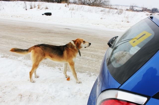 В Прикамье разыскивают водителя, который сбил собаку и скрылся с места ДТП
