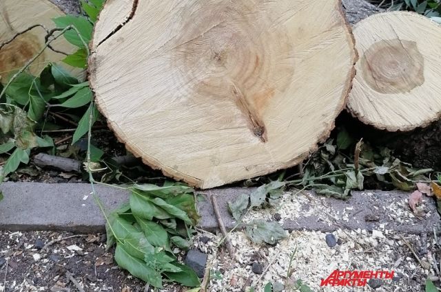 Уголовное дело за уничтоженные в Оренбурге деревья закрыли