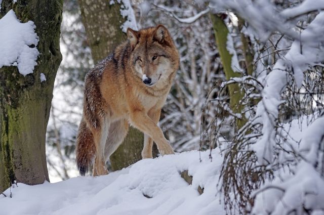 В 2021 году в Пермском крае уничтожили более 250 волков