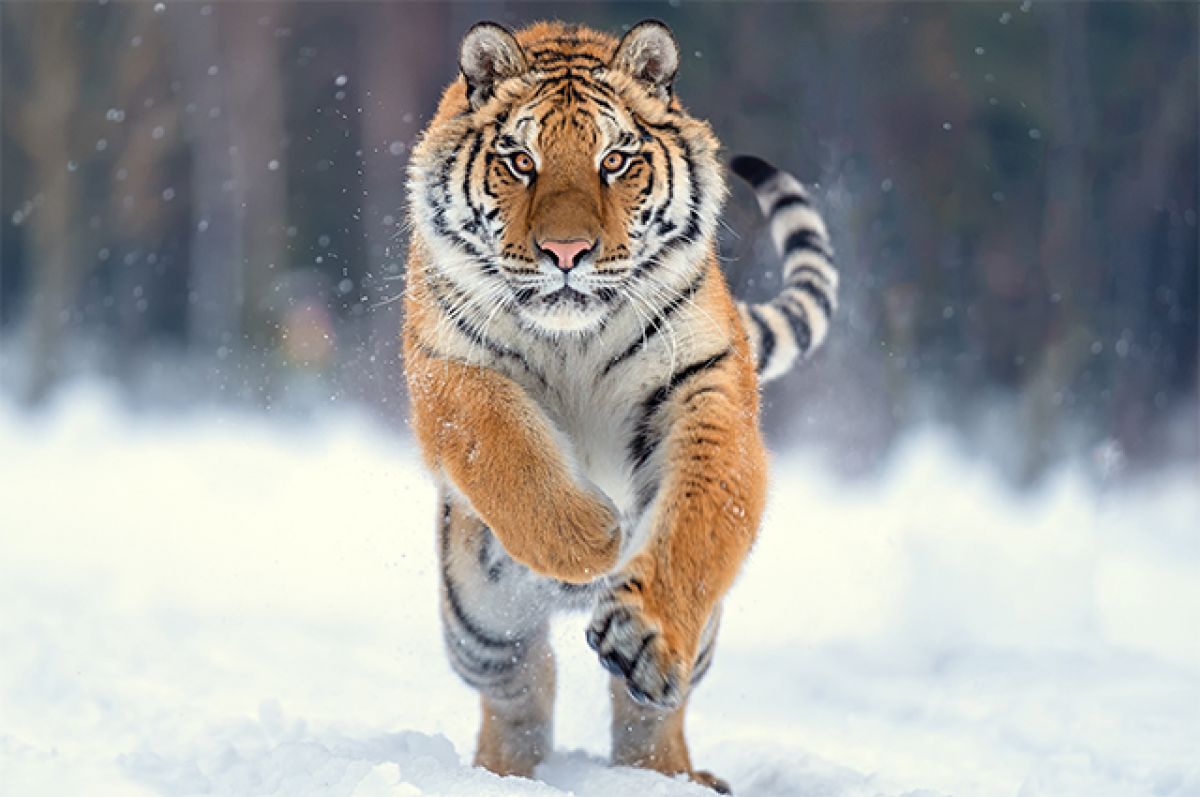 Виды Тигров Фото С Названиями