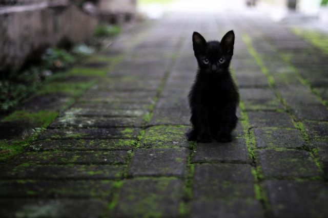 Встречи с чёрной кошкой боятся только 3,6% респондентов.