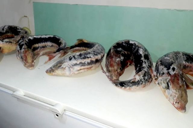 Житель Феодосии получил условный срок за присвоение рыбы
