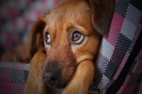 В Оренбурге волонтеры и ветеринары не смогли спасти изрезанную ножом собаку.
