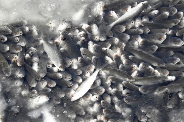 Власти займутся проблемой массового мора рыбы в Чебоксарском заливе