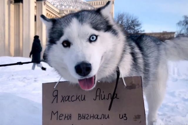 В Новосибирском приюте для хаски сняли собак с табличками для бездомных