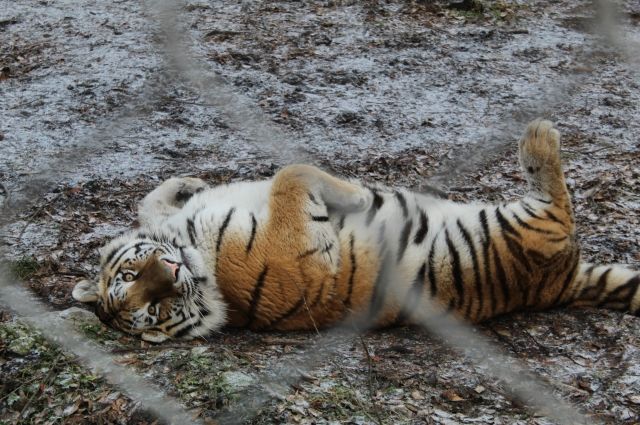 Невозможно скрывать такую красоту: тигр снова позировал перед камерой