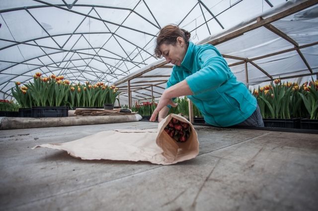 Сотни тысяч тюльпанов, выращиваемых в Псковской области, уже раскуплены