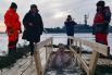 Мужчина во время крещенских купаний в купели в акватории Средней гавани в Кронштадте