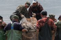 На рыбодобывающих предприятиях трудятся восемь тысяч астраханцев