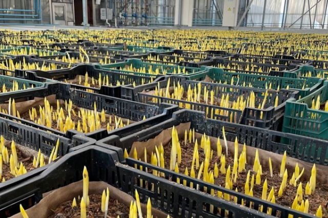 Стрелки тюльпанов: красноярские озеленители начали готовиться к 8 марта