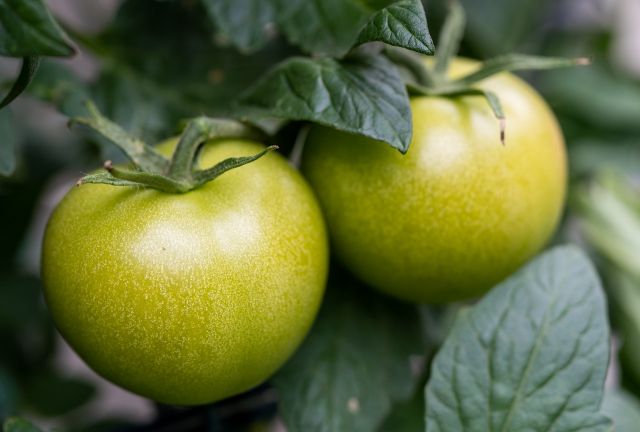 В Брянскую область не пустили почти 20 тонн зараженных томатов из Турции