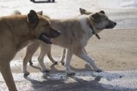 У гимназии №8 Оренбурга обосновалась стая собак, которая нападает на школьников