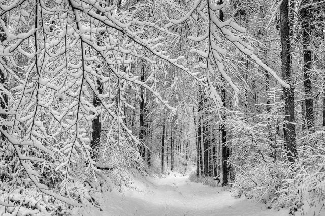 20 января на Алтае прогнозируют до -16 градусов