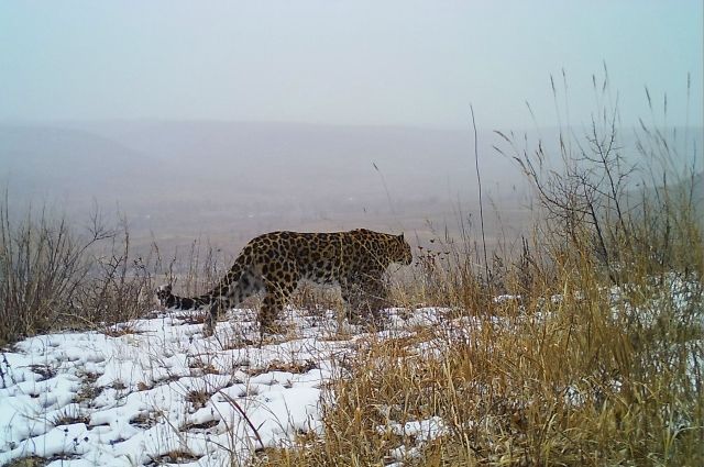 Грациозные кошки всё чаще попадают в объективы фотоловушек за пределами «Земли леопарда».