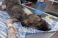 Волонтёры опасаются за жизнь щенка, найденного в посёлке Берды