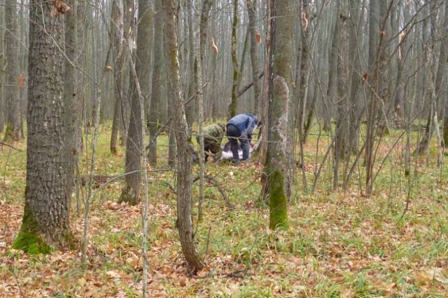 В Пензенской области браконьер заплатил 400 000 рублей за убитую им лосиху
