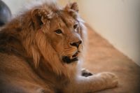 Льва Симбу маленьким использовали для фотосессий, а потом бросили умирать. Зверя спасли, и теперь он живет на исторической родине - в Африке.