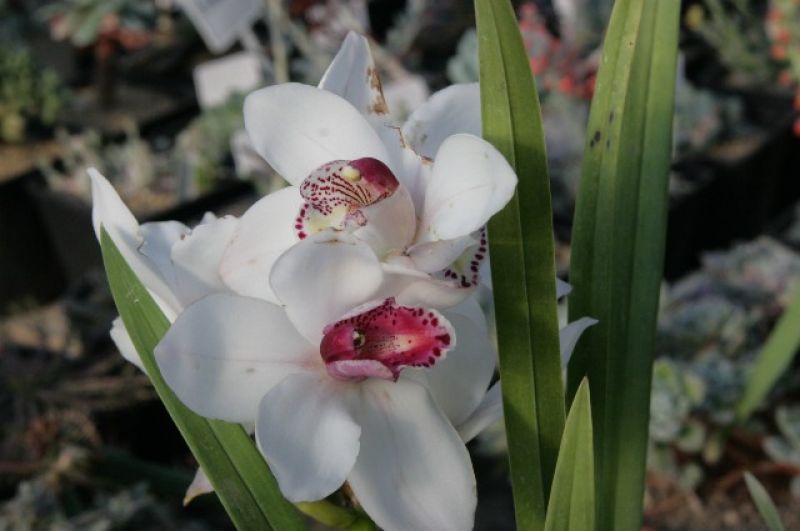 Фаленопсис - цветок неповторимой красоты, при этом неприхотлив и не требует особых условий по уходу.