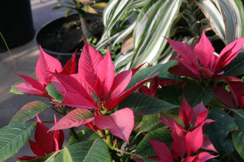 Пуансеттию называют «рождественской звездой» потому что чаще всего ее цветок распускается в декабре – начале января, а ее прицветники образуют форму звезды.