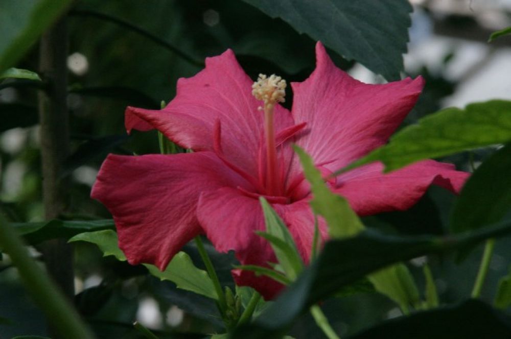 Гибискус, или китайская роза подойдет даже начинающим цветоводам, растение хорошо влияет на другие комнатные культуры.
