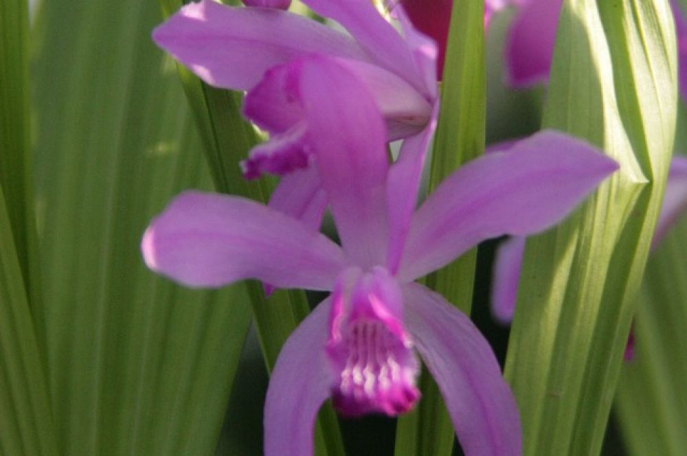 Орхидея блетилла похожа на экзотический гладиолус.